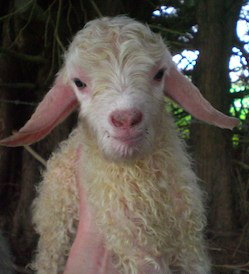 1270178-New_born_kid